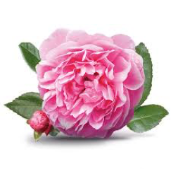 almaye-ingredient-rose-de-damas