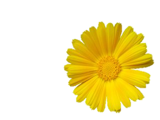 almaye-ingredient-calendula